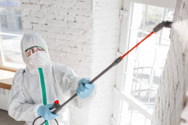 Best Attic Mold Removal  in Southeast Arcadia, FL