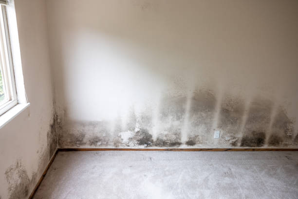 Trusted Southeast Arcadia, FL Mold Removal Experts