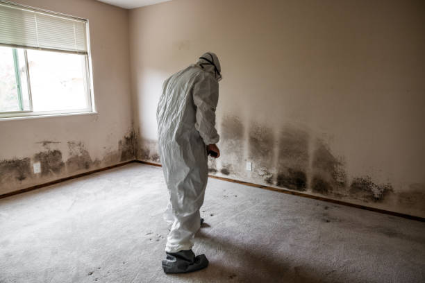 Best Emergency Mold Remediation  in Southeast Arcadia, FL